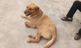 狗狗酋长爆料视频下载,视频下载背后的精彩故事